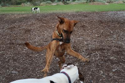 hard-fast-dogplay-dogwalks