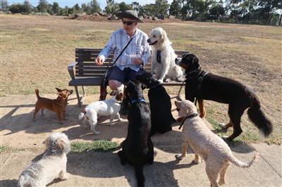 Social-dogs-in-an-off-lead-dog-park