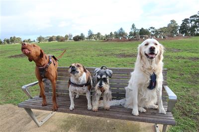 My pack dogs on our local bench Melbourne